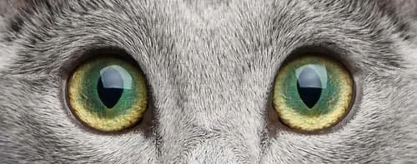 Central heterochromia in cats