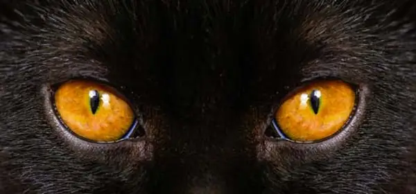 Cat with brown eyes