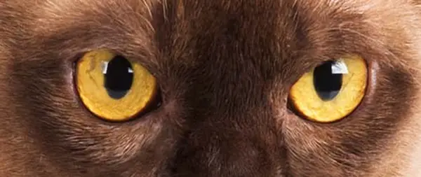 Yellow gold eye colour in cats