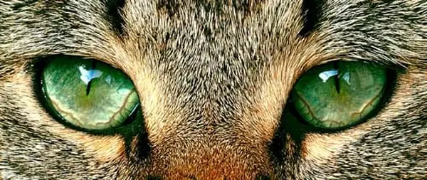 Green-eyed cat