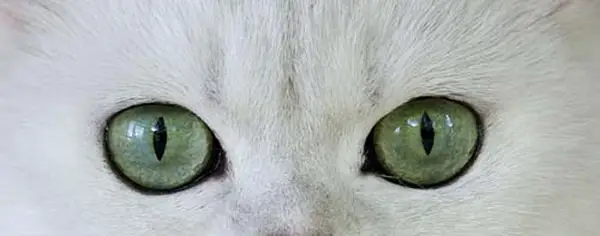 Cat with green eyes