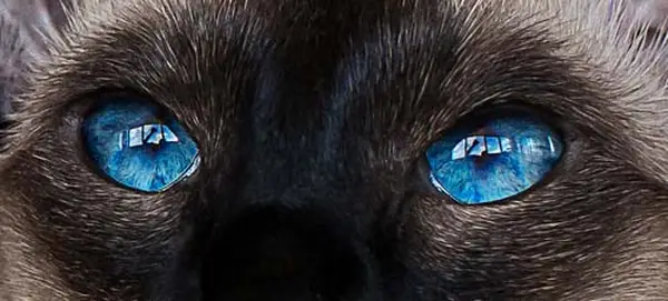 Cat with dark blue eyes