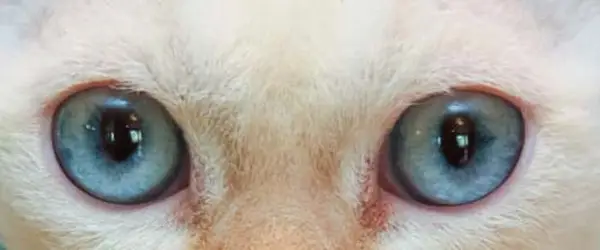 Light blue eyes