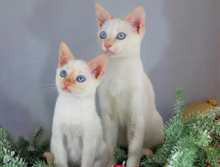Choosing a flame point Siamese