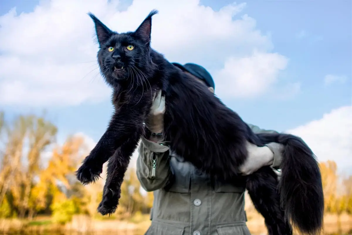 Maine Coon cat size