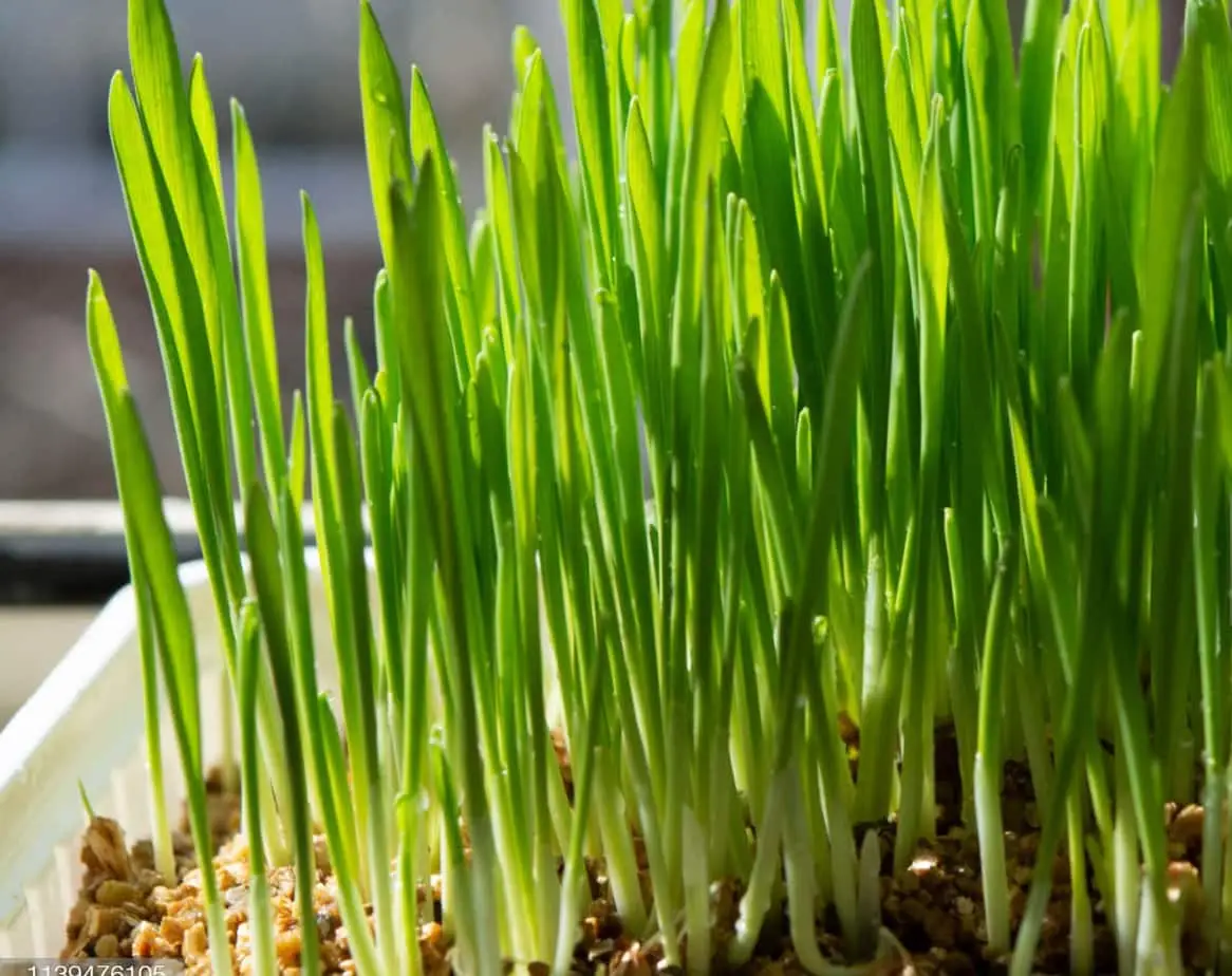 Cocks foot grass