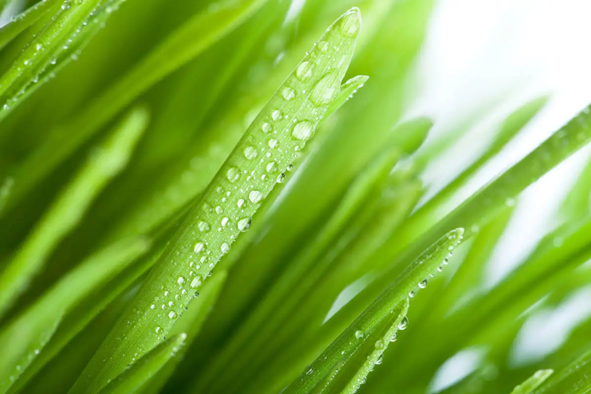 Avena sativa – Oat