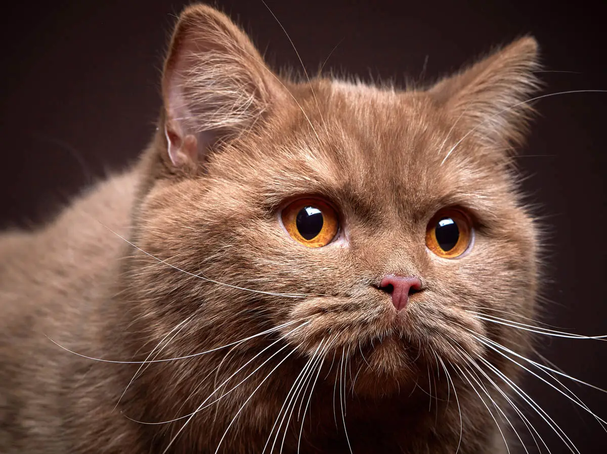 How to find a reputable cat breeder