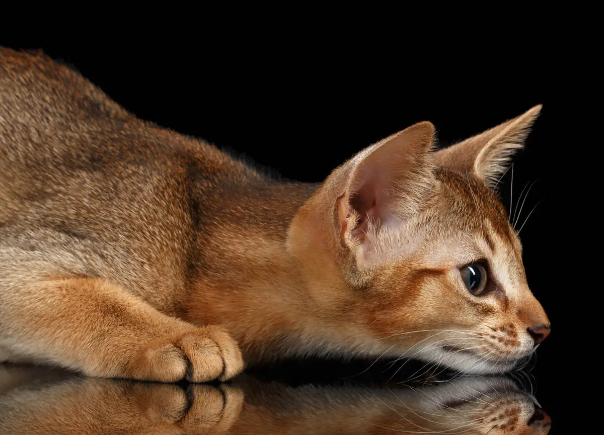 Ticked tabby