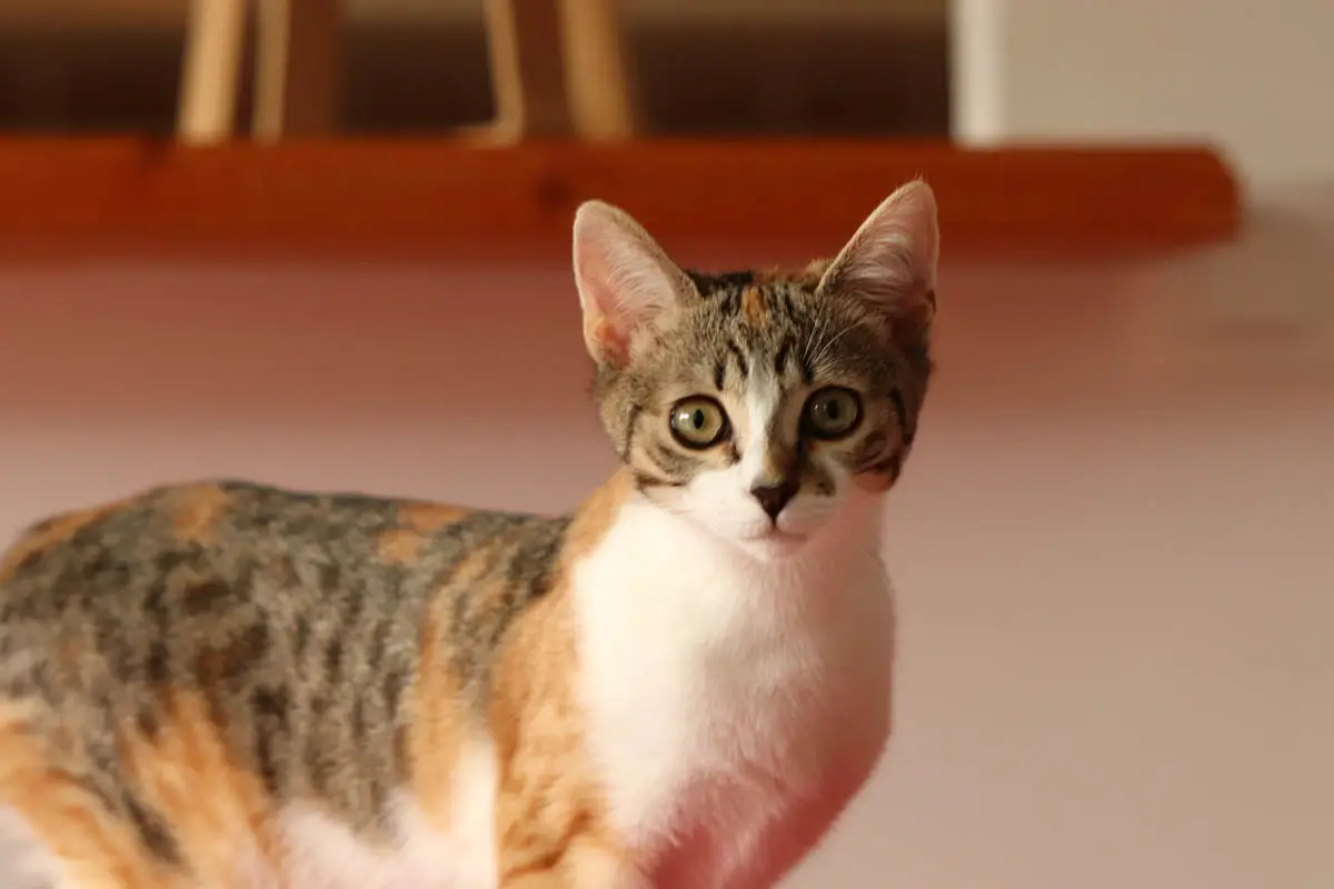 Caliby cat