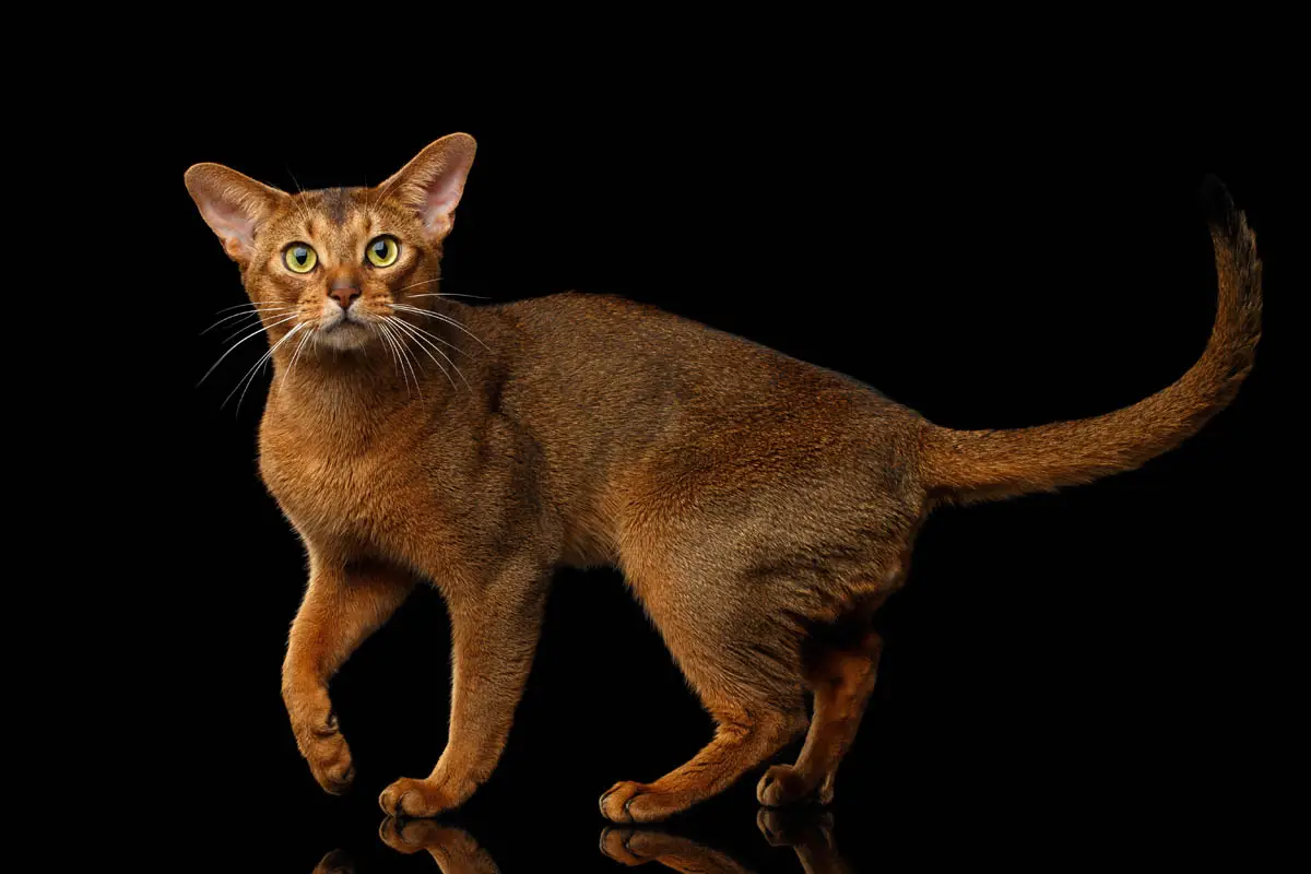 Ticked Abyssinian cat