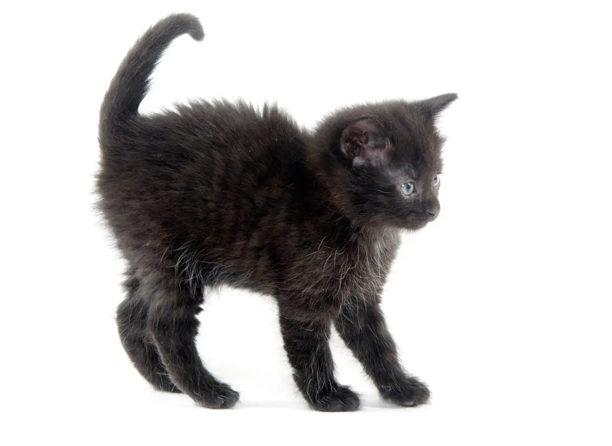 Ghost tabby markings on a black kitten