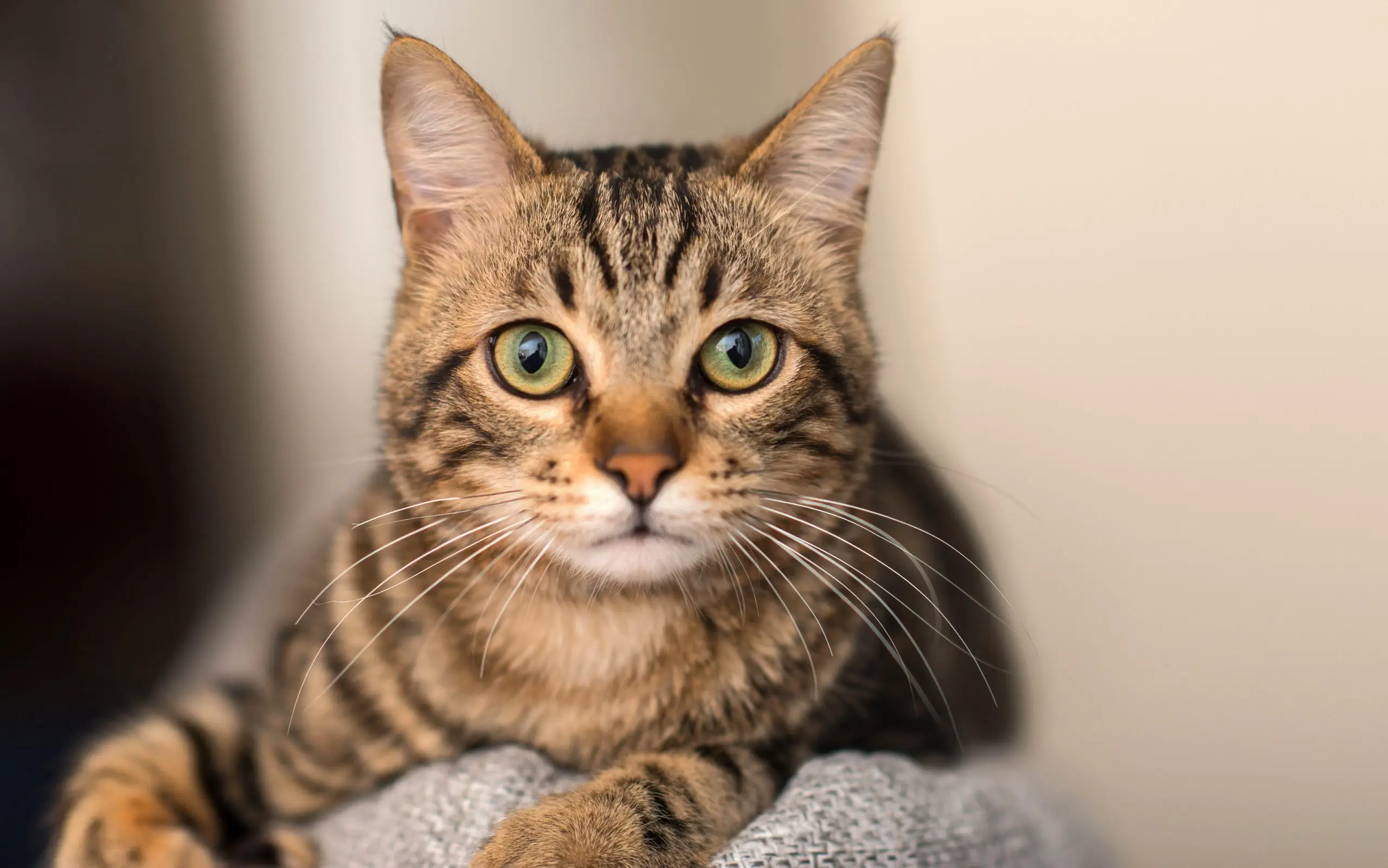 Brown tabby cat