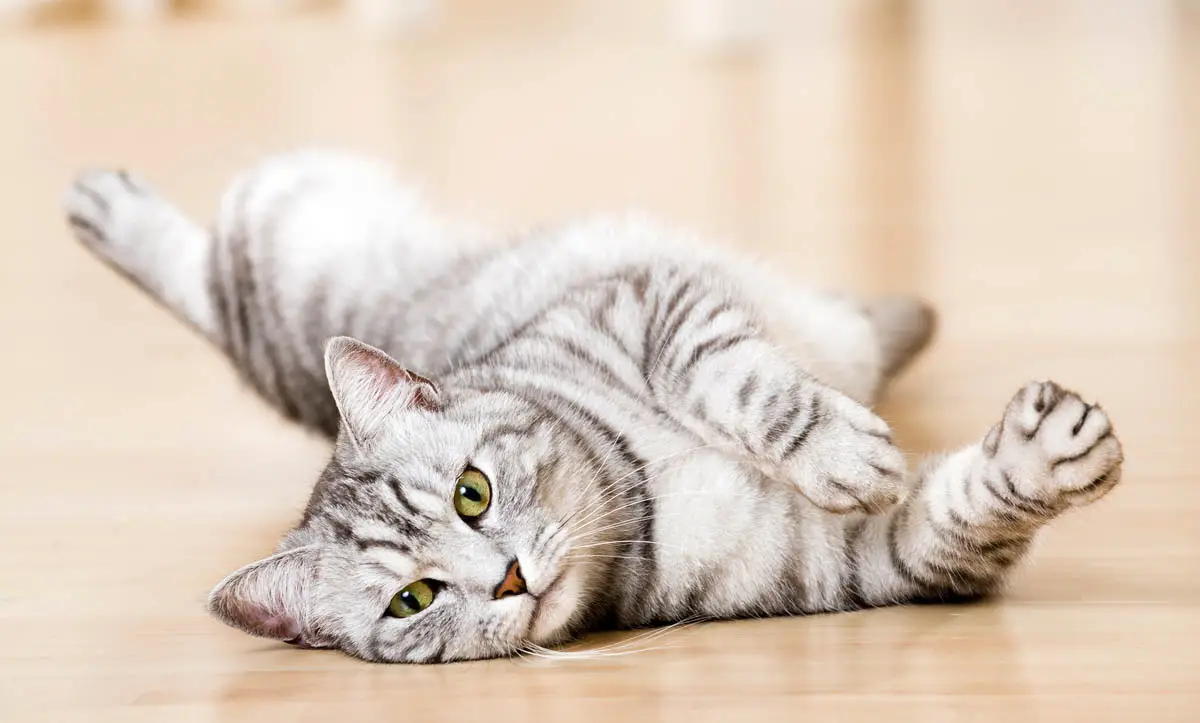Silver tabby cat