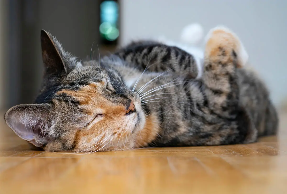 Patched tabby (torbie)