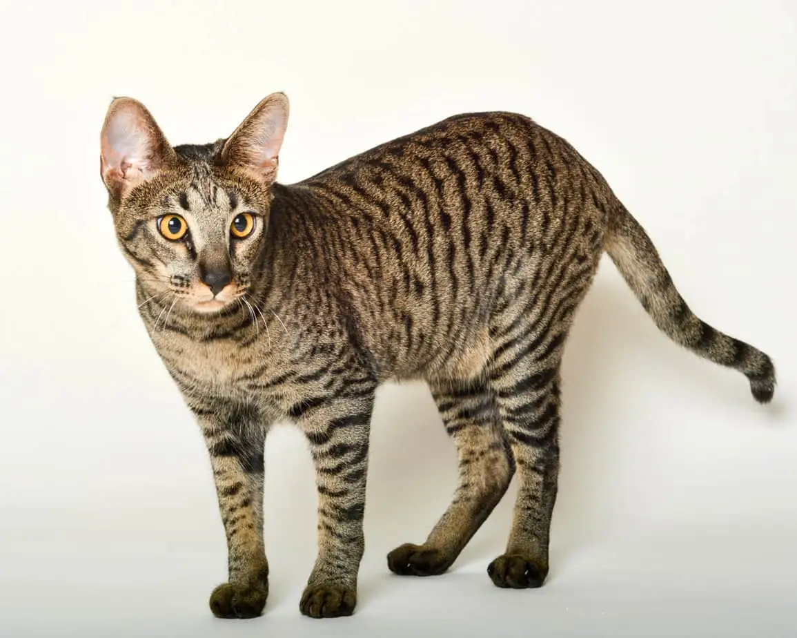 Brown mackerel tabby