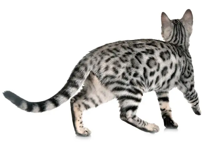 Silver Bengal cat