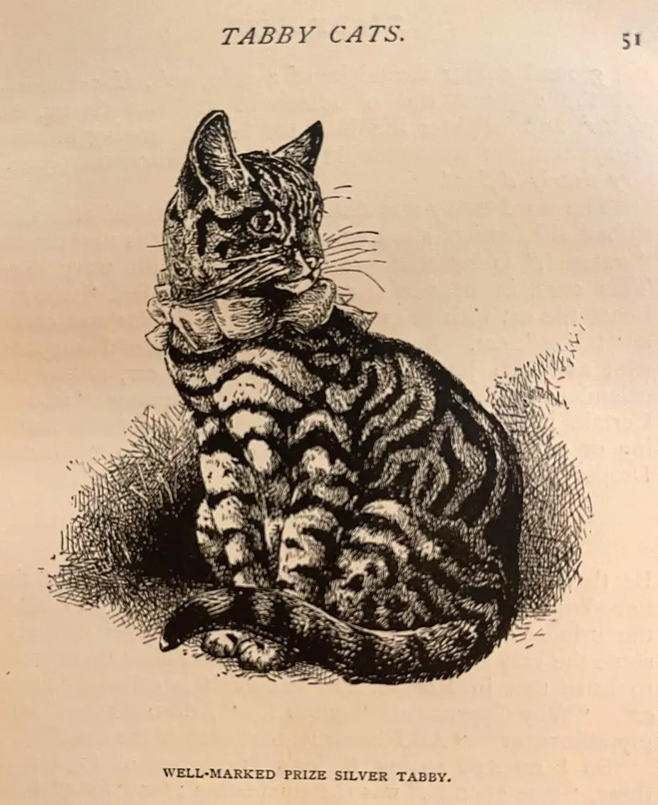 Drawing of a silver tabby cat