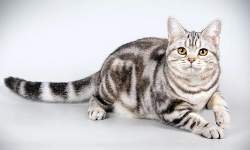 American Shorthair