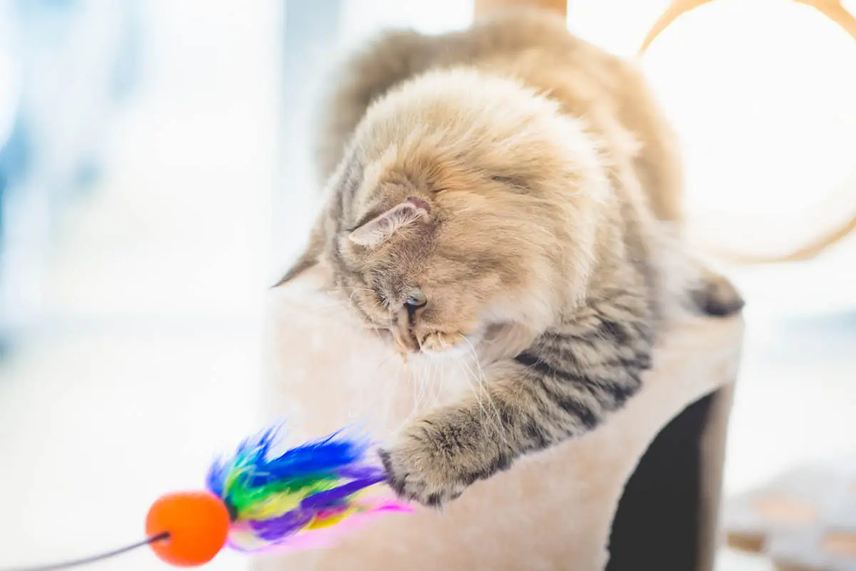 How to play with a cat