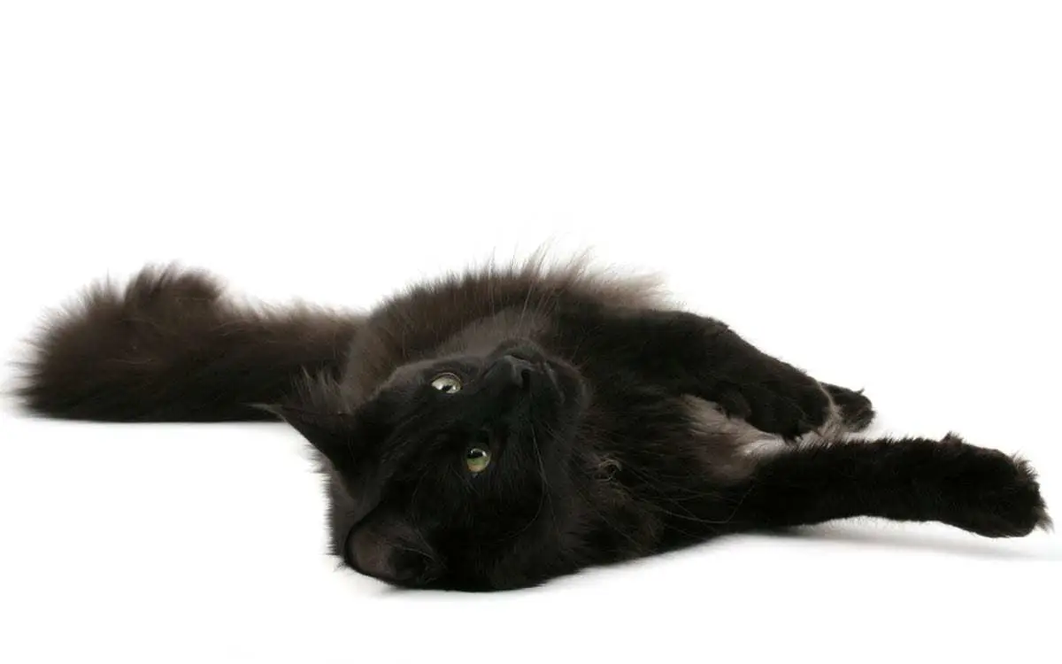 Black Norwegian forest cat