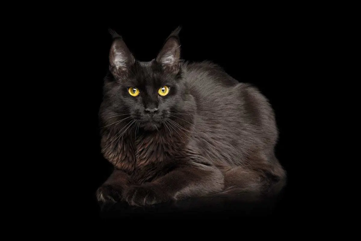 Black Maine Coon