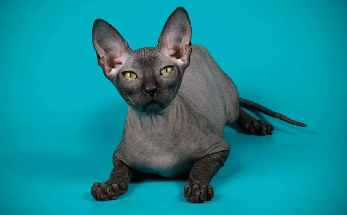 Black Don Sphynx