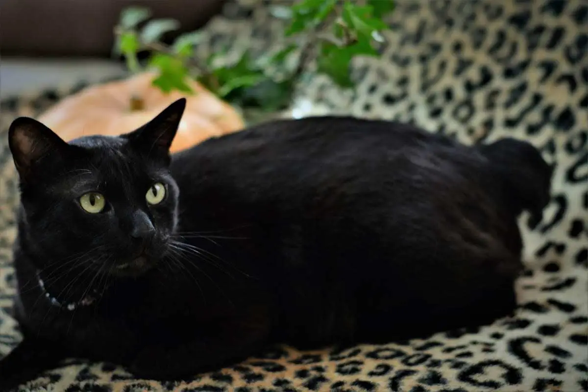 Black Japanese bobtail