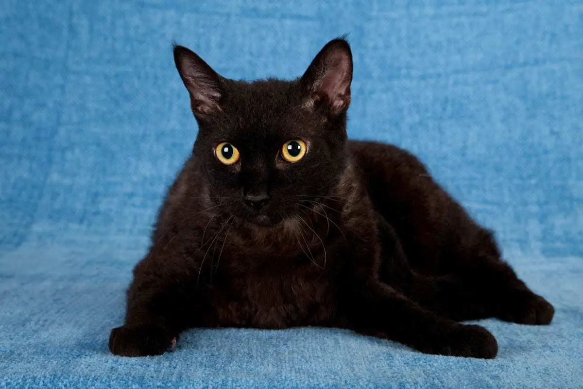 Black LaPerm cat