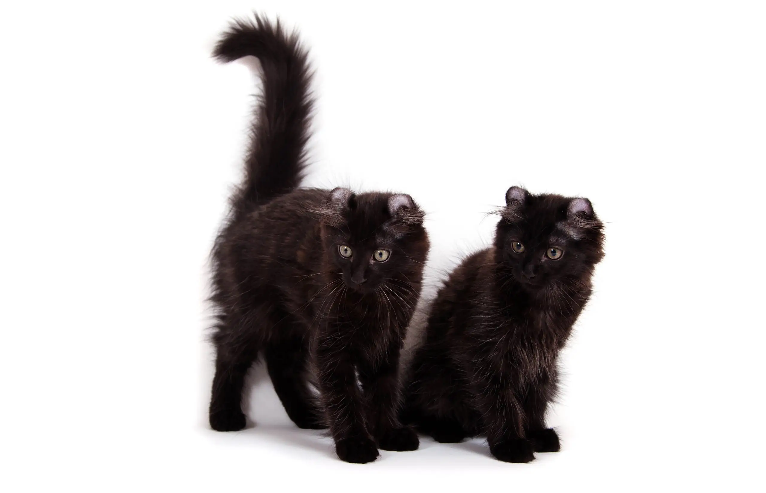 Black American Curl