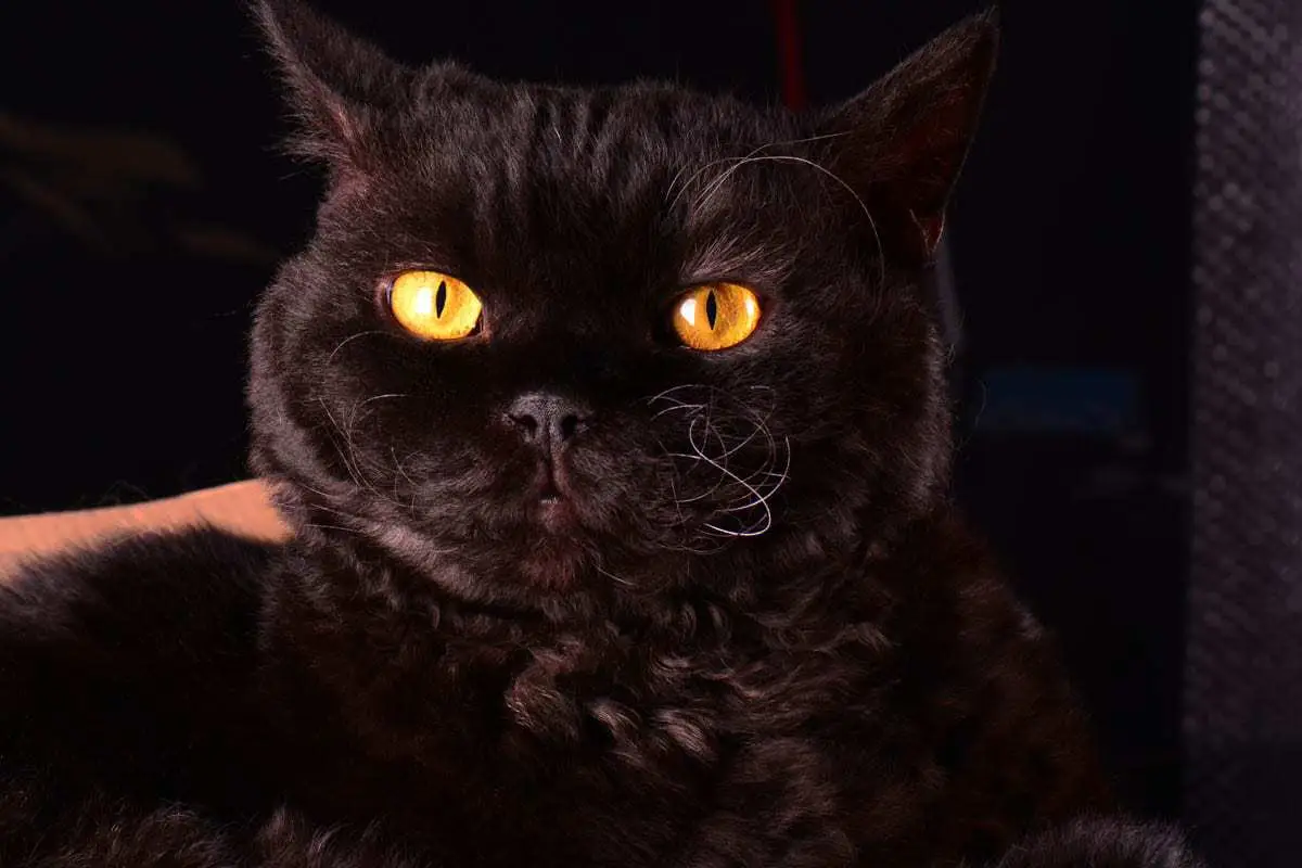 Black Selkirk Rex