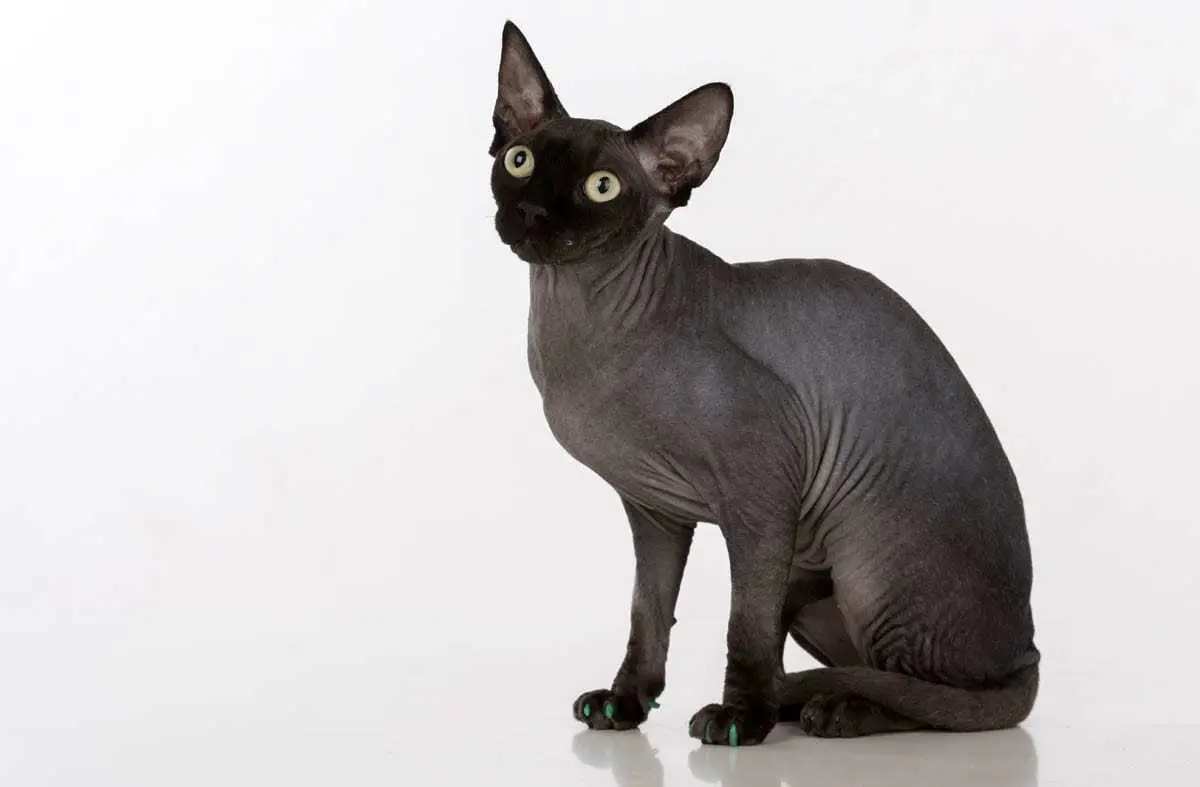 Black Sphynx cat