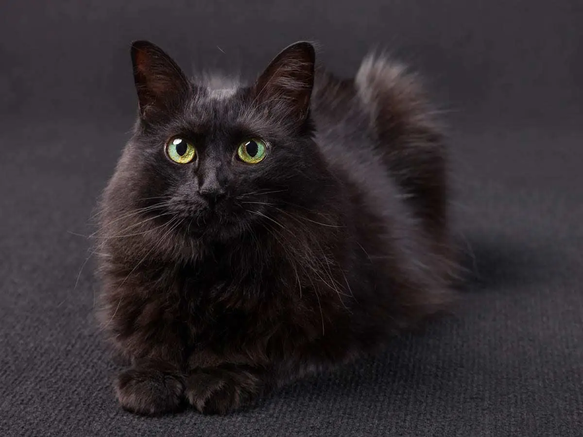 Turkish Angora