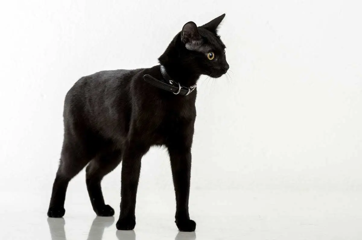 Black Bombay cat