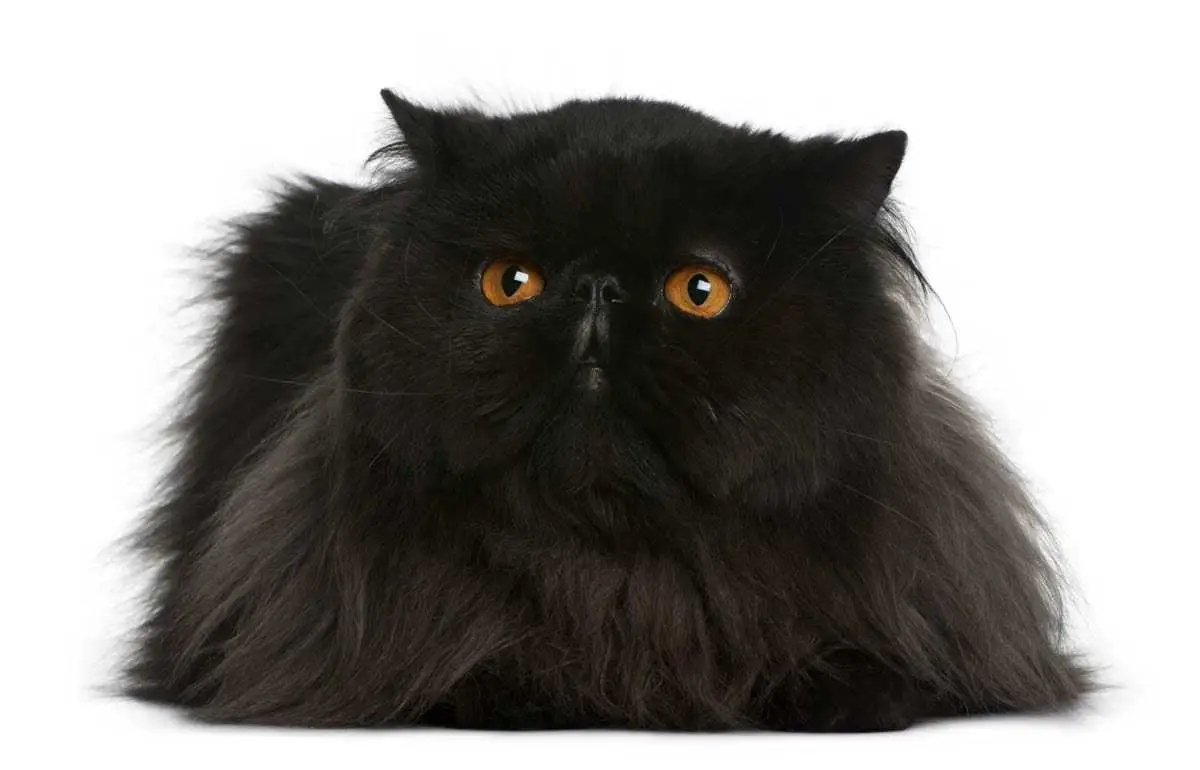 Black Persian cat