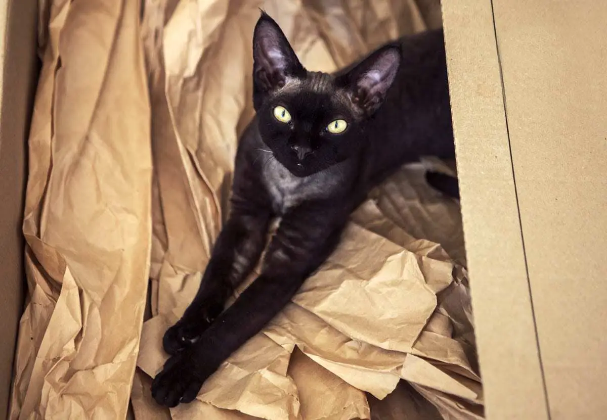 Black Devon Rex