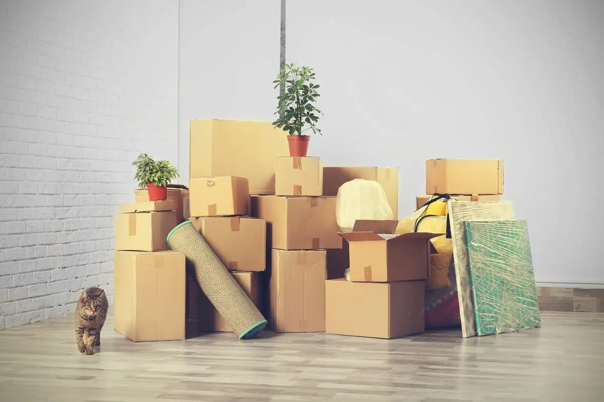 Moving house with a cat