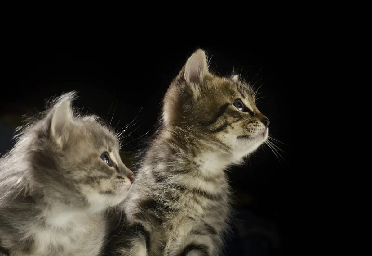 Socialisation window for kittens