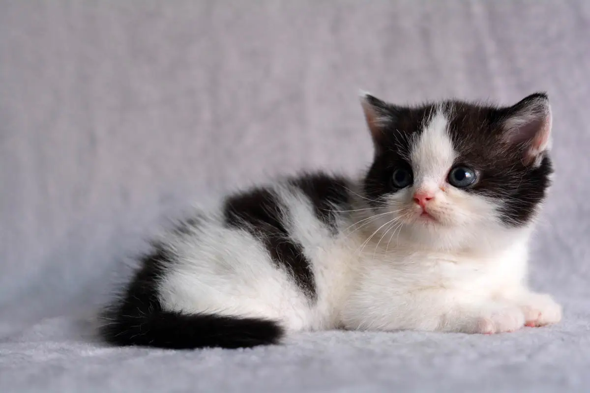 Where to buy a kitten or cat