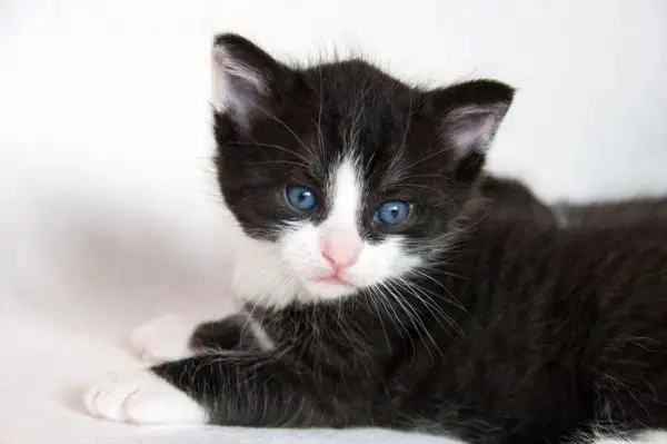 Ghost tabby markings on a black and white kitten