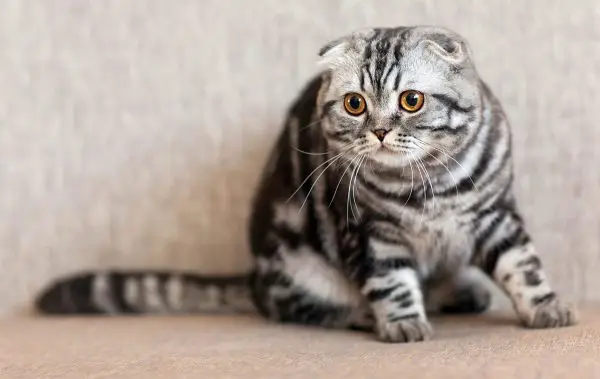 Classic tabby Scottish Fold