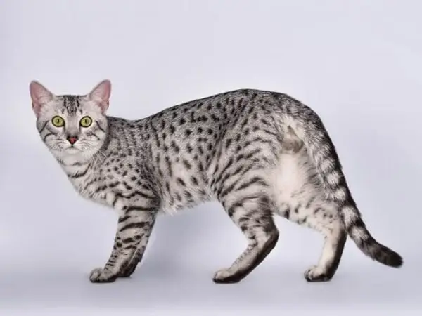 Spotted tabby cat