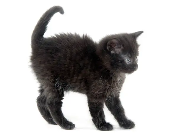 Ghost tabby markings on a solid black kitten