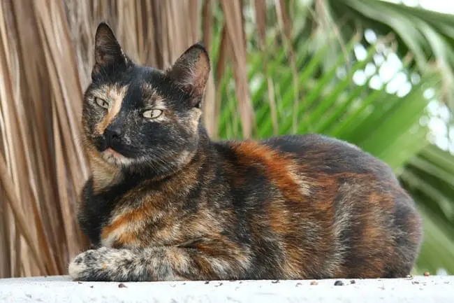Tortoiseshell cat