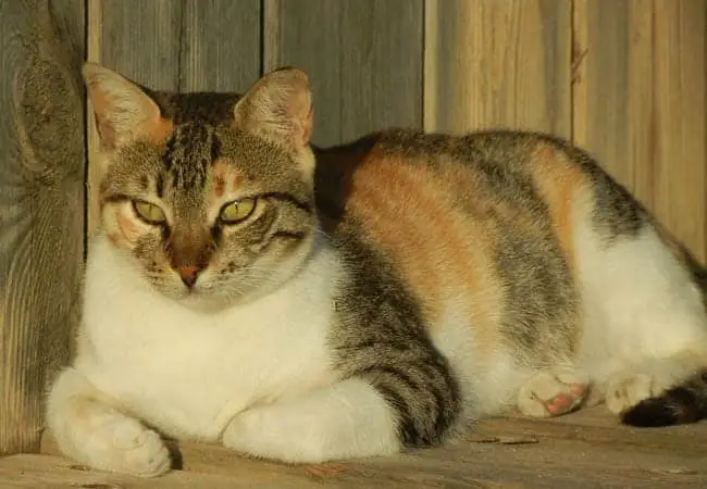 Caliby cat