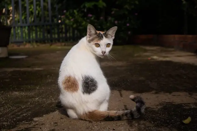 High grade caliby cat