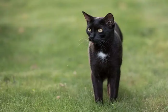 Locket on a black cat