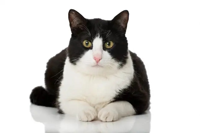 Tuxedo kitten
