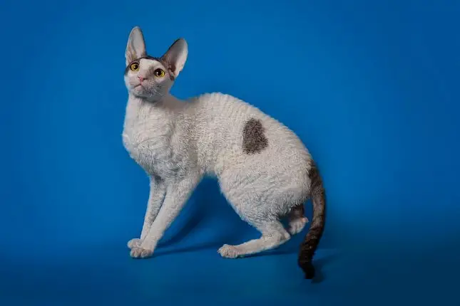 Harlequin cat
