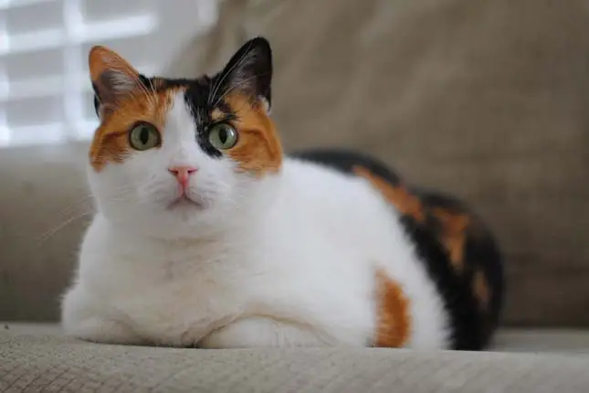 Calico cat